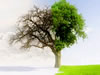 Transforming the Self 